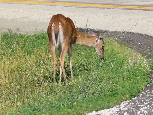 deer feeding on roadway